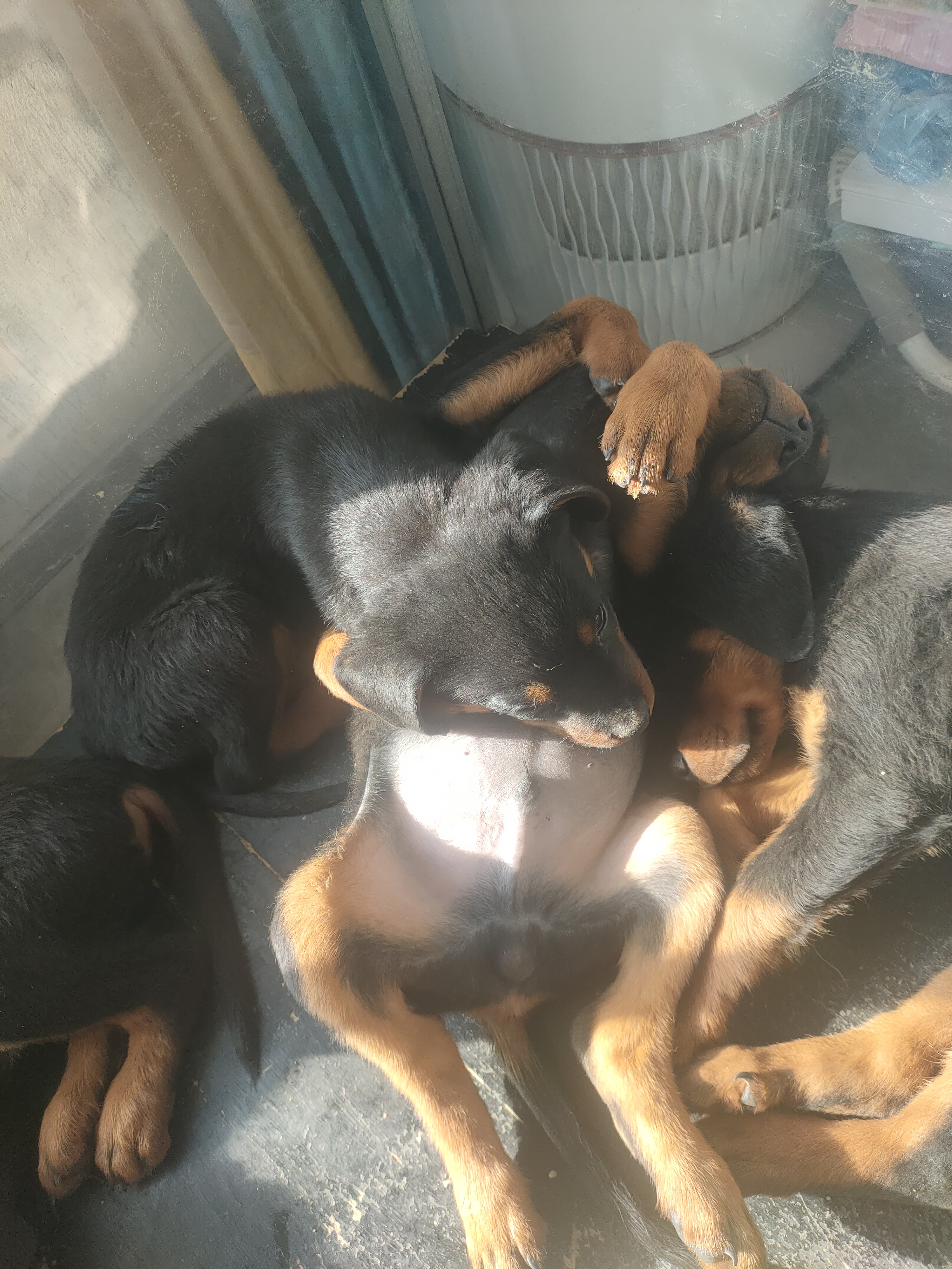 中型犬，罗威纳幼犬！